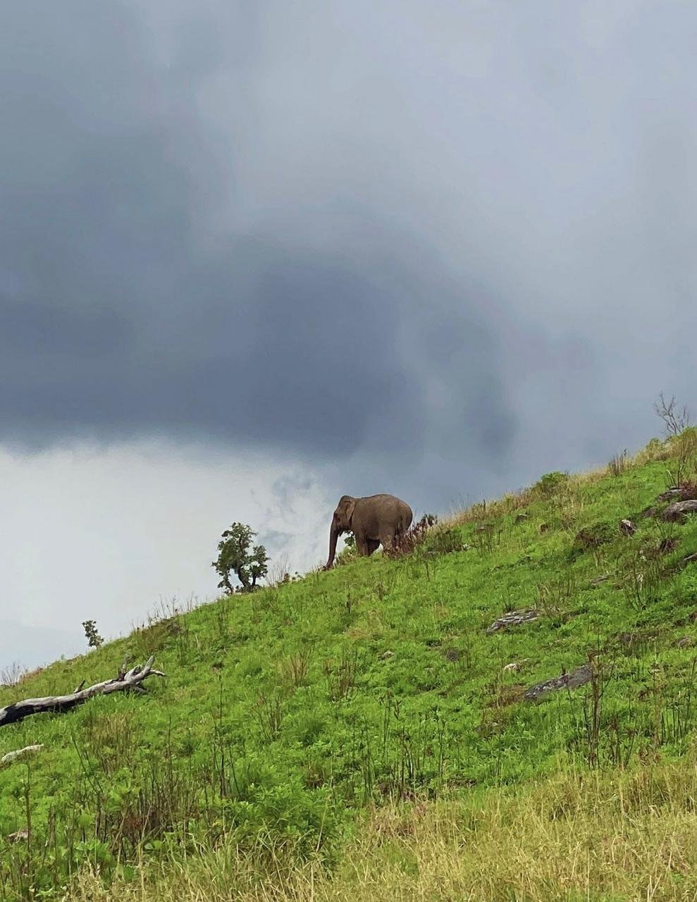 Shenaya Plantation - WhatsApp Image 2025 09 21 at 17.55.01 3d70112e